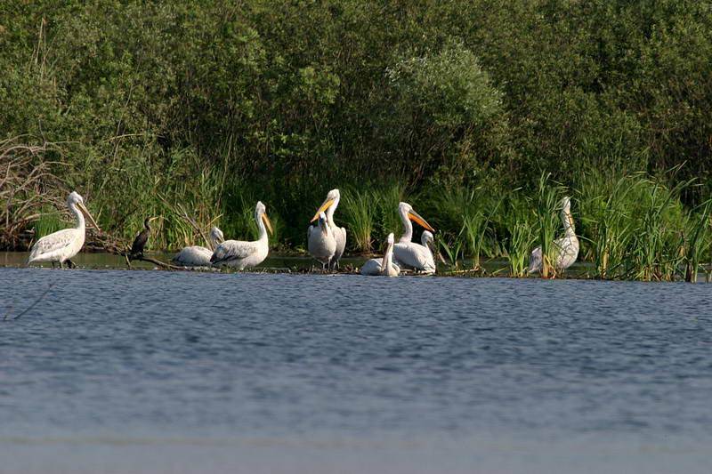Škoderio nacionalinio parko simbolis - Dalmatijos pelikanas